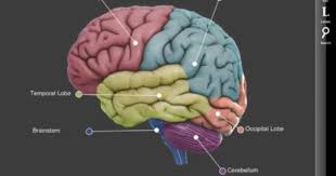 3d Brain Brain Apps Brain Models Human Brain Anatomy