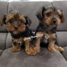Satilik Yorkshire Terrier Yavrular Satilik Yorkshire Terrier Yavrular Kopek Kopekseverler Kopeksahiplendirme Kopekyavrusu Evcilhayvan Ev Animals Dogs