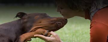 It's also free to list your available puppies and litters on our site. Home Doberman Assistance Rescue Education