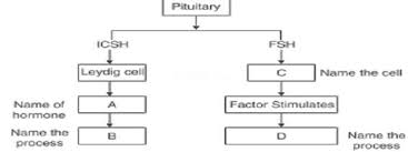 Different cell types can look wildly different, and carry out very different roles within the body. Important Questions For Cbse Class 12 Biology Chapter 3 Human Reproduction Coolgyan Org