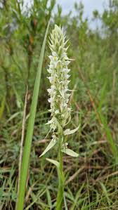 Image result for Satyrium trinerve