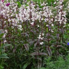 We care for every aspect of your lawn from fertilizing and aeration to mowing and clean up. Husker Red Beardtongue Penstemon Digitalis Husker Red High Country Gardens