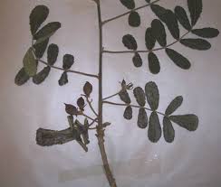 Image result for Commiphora pedunculata