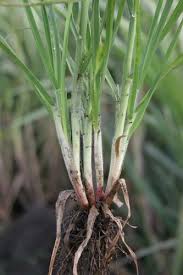 Image result for Bromus catharticus