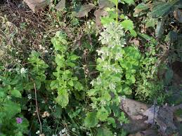 Image result for Blumea