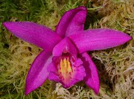 Image result for Disa saxicola