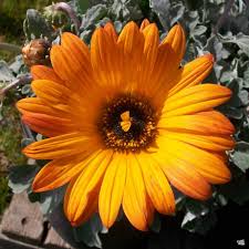 Image result for Arctotis