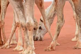One of which is king abdulaziz camel festival that takes place in the desert of dahna in the outskirts of riyadh every winter. In Pictures King Abdulaziz Camel Festival In Riyadh Arabianbusiness