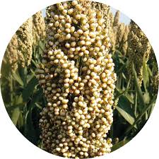 Image result for Sorghum