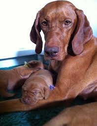 You should plan to spend some time every day teaching. Vizsla Breeder Registry Vizsla Breeders Texas Usa Vizslas Vizsla Puppies Vizsla Breeder Registry Jayney S Creative Works Jcw