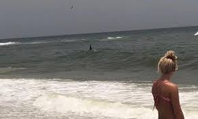 The unincorporated town is fairly new, being mostly built along highway 98 in recent years with a grocery store, some gas stations, and a walmart. Huge Shark Spotted Where Jaws Ii Was Filmed