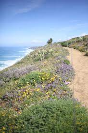 Maybe you would like to learn more about one of these? Torrey Pines Wildflowers