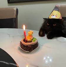Maybe you would like to learn more about one of these? Lagi Meriah Dari Hari Jadi Aku Foto Sambutan Hari Lahir Kucing Raih Perhatian Netizen Buzzkini