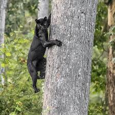 Wildlife Animals Nature Animals Wildlife Animals Funny Animals