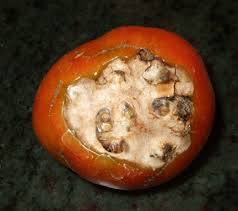 You should not give your rats tomatoes. Xtremehorticulture Of The Desert Tomato Theft Might Be Rats