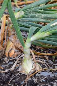 We did not find results for: How To Grow Onions In Your Garden A Beginner S Guide