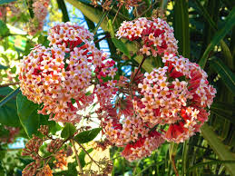 Image result for Rogiera amoena