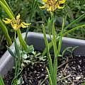 Image result for Ferraria welwitschii