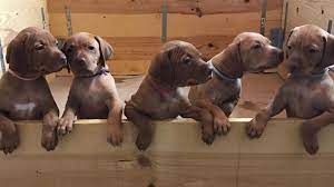 We did not find results for: Bozy S Vizslas