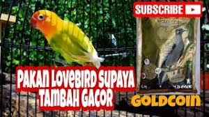 Gold coin perkutut ini selain untuk burung perkutut, juga bisa untuk burung lovebird baby maupun dewasa dan sangat bagus. Pakan Lovebird Supaya Rajin Bunyi Youtube