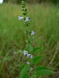 Image result for Cantinoa