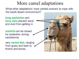 Structural (or morphological) adaptations are the physical features of the organism. Examples Of Selection In Action Ppt Download