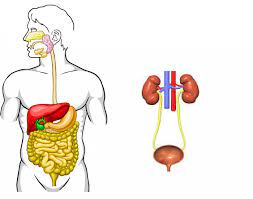 Digestive And Urinary System Label Game