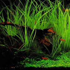 Image result for Cyperus spiralis