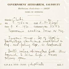 Image result for Brachystegia glaucescens