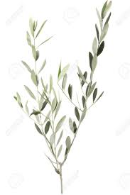 Rameau D Olivier Isole Sur Fond Blanc Banque D Images Et Photos Libres De Droits Image 13141835