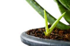 Wie oft musst du deine aloe vera umtopfen? Aloe Vera Umtopfen So Gehen Sie Am Besten Vor