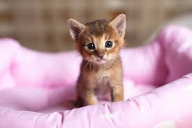 Animals make us happy and laugh! Meow Kittens Cutest Baby Cute Animals Baby Animals