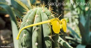 Orchids in a field by fritz flohr reynolds. What To Do About Cactus Turning Yellow