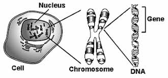 In each individual somatic cell nucleus, there are 22 pairs of somatic chromosomes, also called autosomes, which are homologous and concerned with the transmission of ordinary nucleus is the most essential part of the cell. Chromosomes Dna Biology Notes For Igcse 2014