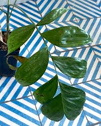 Image result for Chamaedorea oblongata