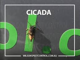 Sutherland shire, eastern suburbs and inner west. Commercial Pest Control Western Sydney Castle Hill Blacktown