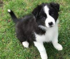 Border Collie Rescue Mn Petfinder