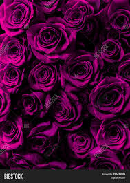 Check spelling or type a new query. Lilac Purple Roses Image Photo Free Trial Bigstock