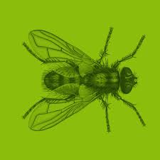 Professional wildlife removal company servicing commerce city, co. Archive Insect Respect