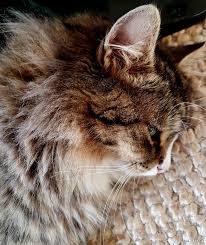 Pin By Demet Bayrakgil On Cats And Kittens Kittens Cats And Kittens Cats