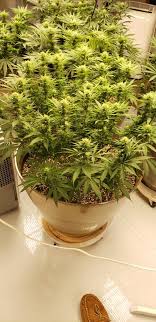 Grow potent weed indoors affordably. Best Led 2020 Grasscity Forums The 1 Marijuana Community Online