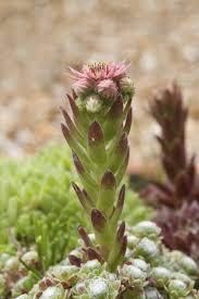 Now that my yucca stem is done blooming, what do i do with it? Hens And Chicks Flower Care What To Do When My Hens And Chicks Are Flowering