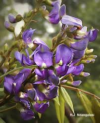 Image result for Millettia