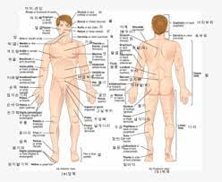 Body parts are the exterior components that fit together to create the outer shell of a vehicle. Female Body Parts Name With Picture Free Of The Download Human Body Parts Name In Spanish Hd Png Download Transparent Png Image Pngitem