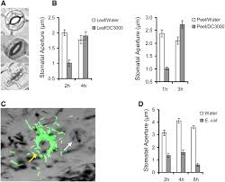 Transpiration is the process of water movement through a plant and. Plant Stomata Function In Innate Immunity Against Bacterial Invasion Cell