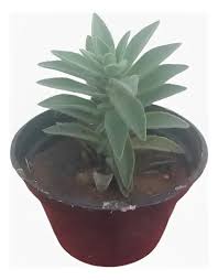 Image result for Aeollanthus parvifolius