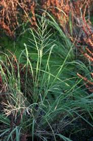 Image result for Leptochloa fusca