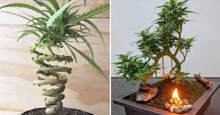 Bonsai trees are developed using a variety of plant species, using careful pruning and wiring practices to create miniature versions of bigger plants. How To Grow Cannabis Bonsai Trees The Premier Daily