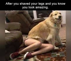 Expired Beans On Twitter Dogs Dog Animals Memes Meme Funny Funnypost Funnyvideos Https T Co Zhacglhbpj Twitter