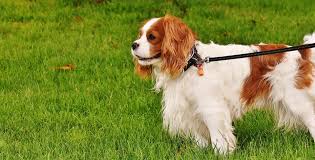 Maybe you would like to learn more about one of these? Cavalier King Charles Spaniel Eigenschaften Und Pflege Hunderassen Fera24 De